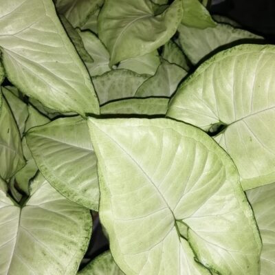 Syngonium podophyllum White Butterfly