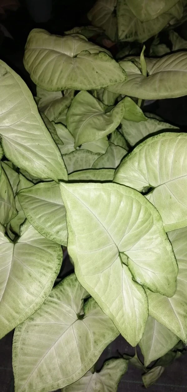 Syngonium podophyllum White Butterfly, pianta da interno