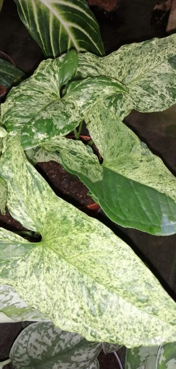 Streptocarpus Pretty Turtle Primulina Pretty Turtle, foto 4