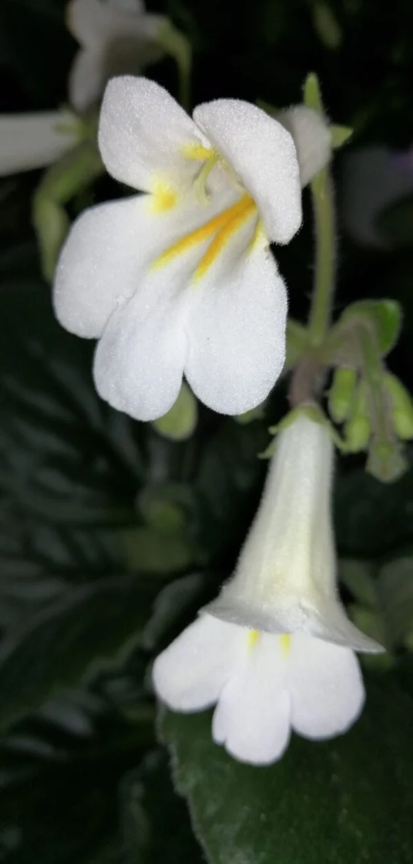 Streptocarpus Pretty Turtle Primulina Pretty Turtle, foto 3