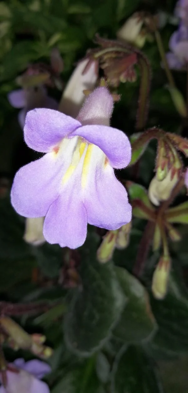 Streptocarpus Purpelina viola, Primulina Purpelina, foto 3