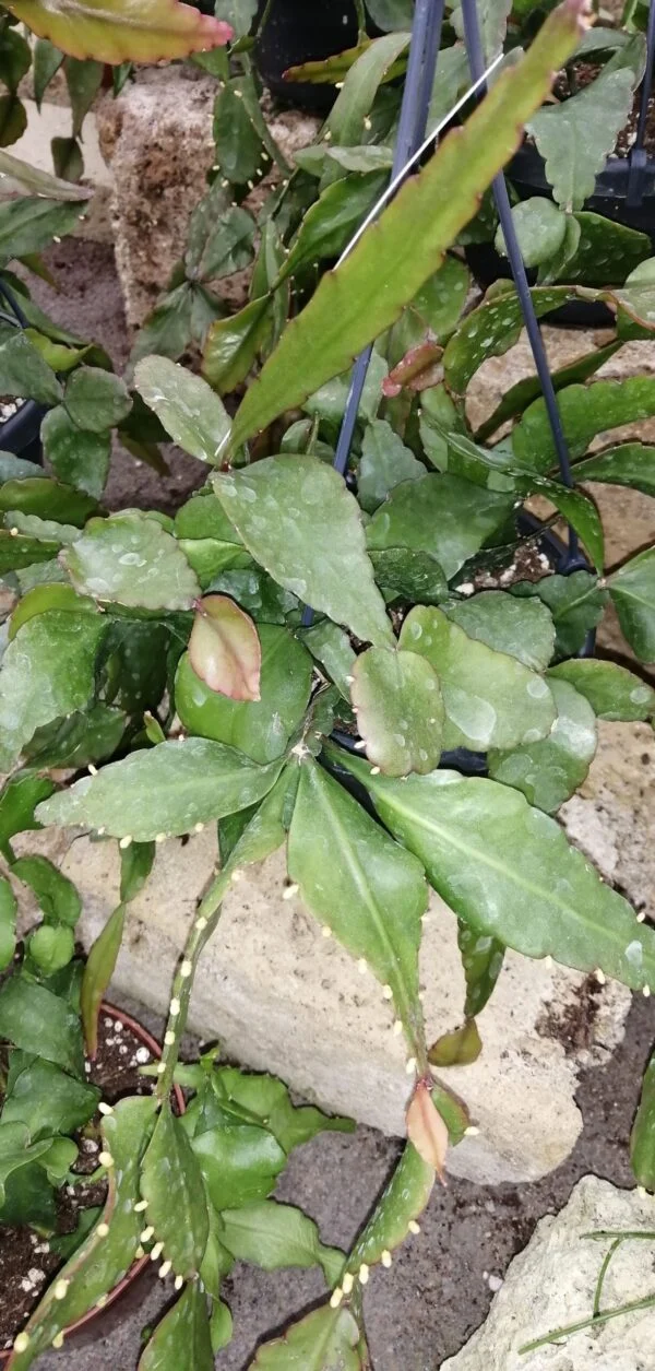 Rhipsalis elliptica, pianta da interno