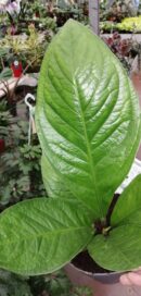 Anthurium ellipticum Jungle