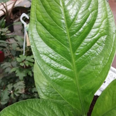 Anthurium ellipticum Jungle