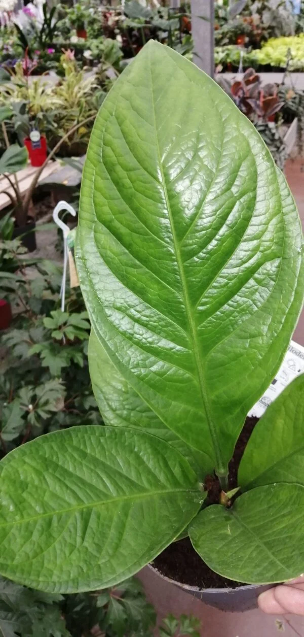 Anthurium ellipticum Jungle, pianta da interno