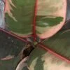 Ficus elastica Belize, pianta da interno