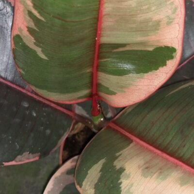 Ficus elastica Belize