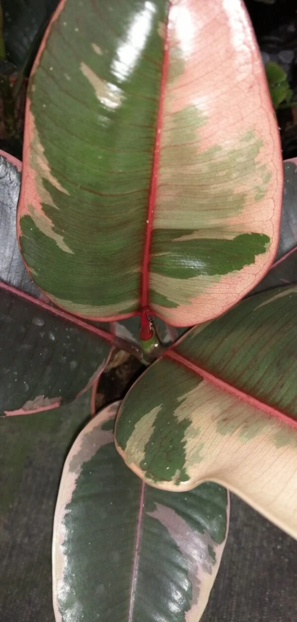 Ficus elastica Belize, pianta da interno