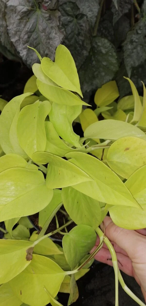 Syngonium podophyllum Neon Robusta Special, foto 8