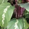 Calathea undulata Maui Queen, pianta da interno
