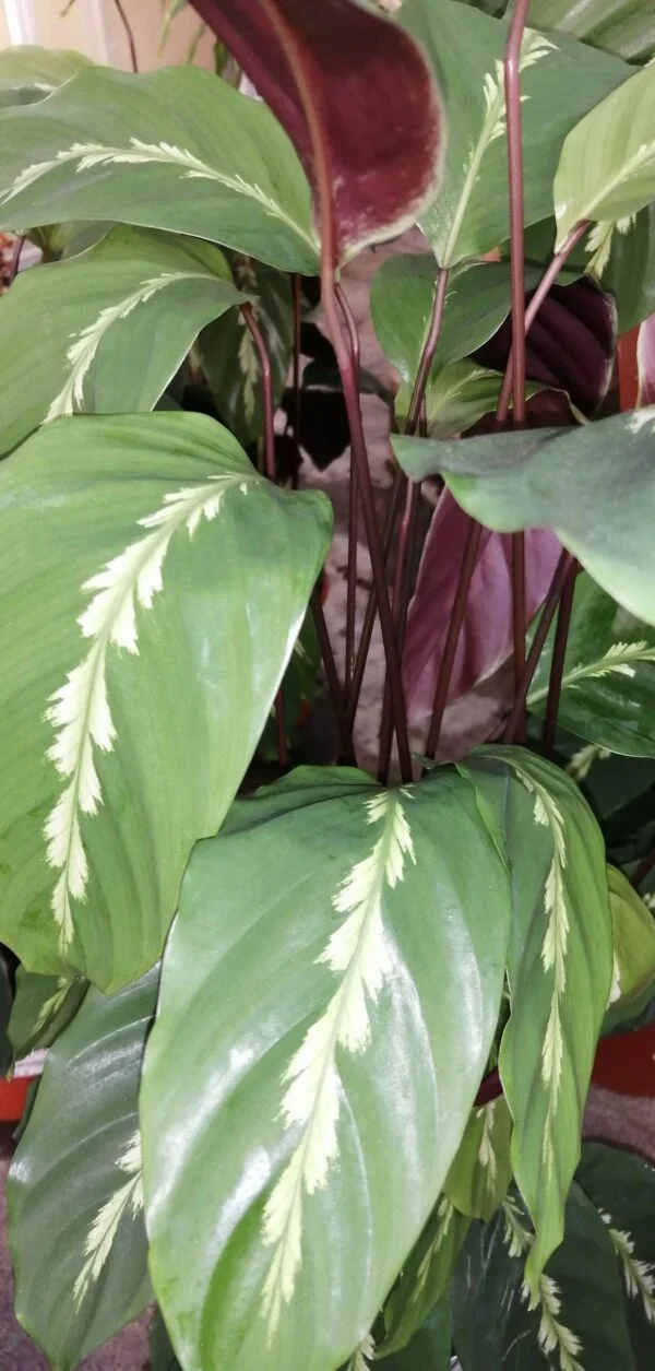 Calathea undulata Maui Queen, pianta da interno