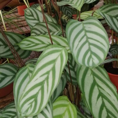 Calathea Compact Star
