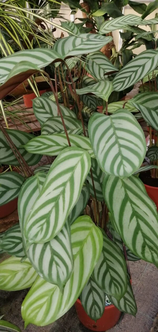 Calathea Compact Star, pianta da interno