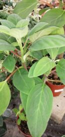 Peperomia liadensis Velvetree mis. piccola