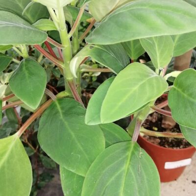 Peperomia liadensis Velvetree mis. piccola