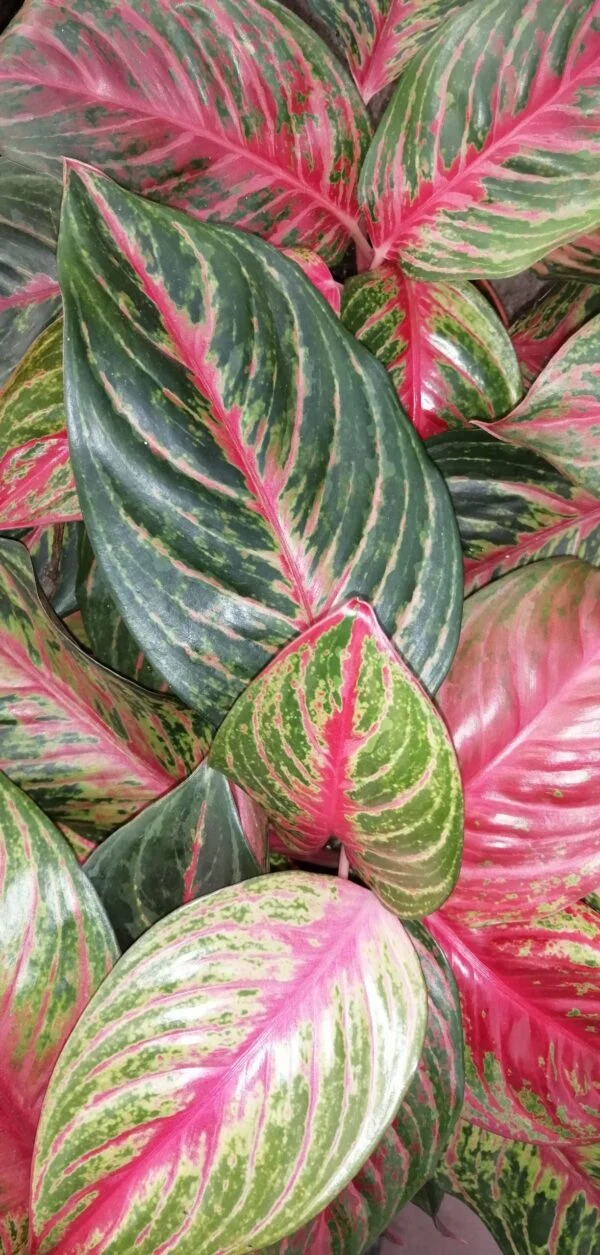 Syngonium podophyllum Neon Robusta Special, foto 5