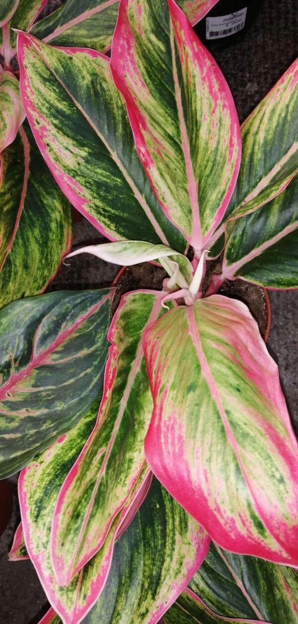 Syngonium podophyllum Neon Robusta Special, foto 2