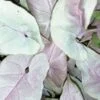Syngonium podophyllum Neon Robusta Special, pianta da interno