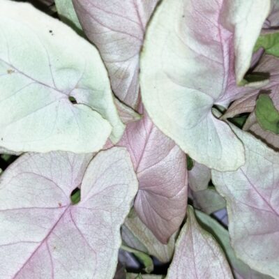 Syngonium podophyllum Neon Robusta Special