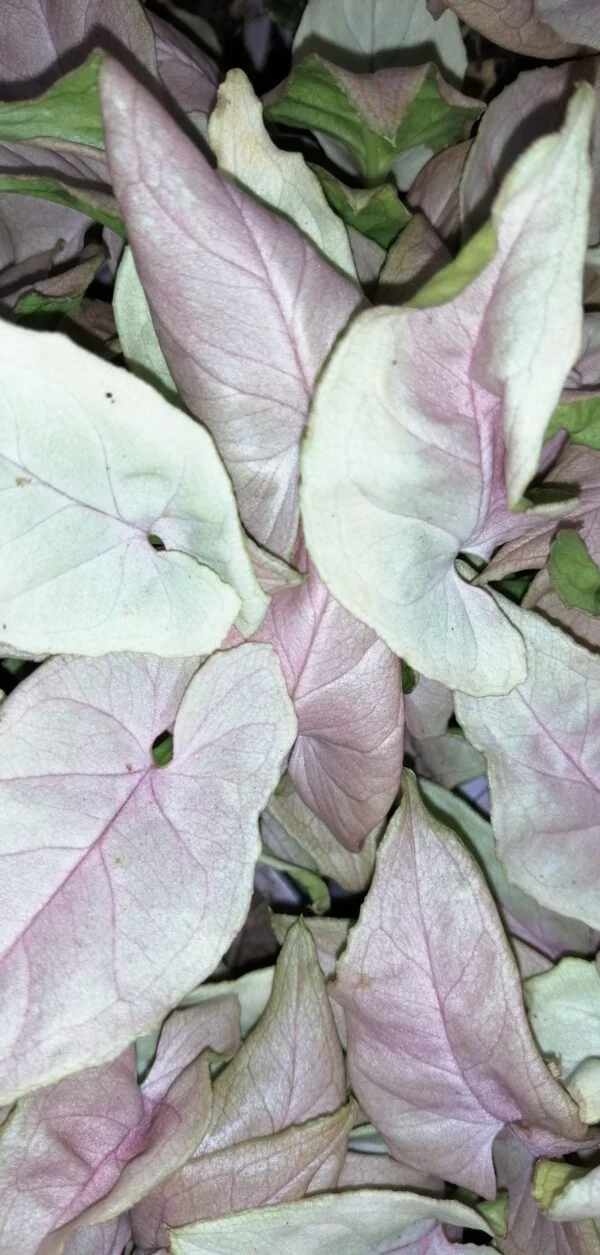 Syngonium podophyllum Neon Robusta Special, pianta da interno
