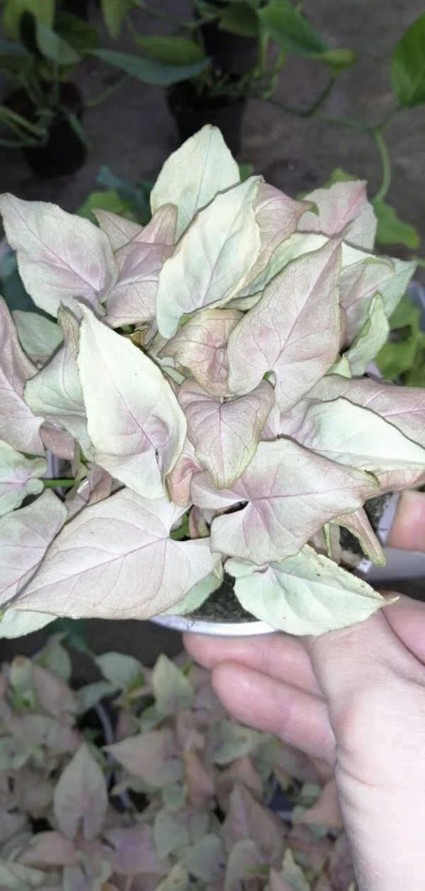 Syngonium podophyllum Neon Robusta Special, foto 3