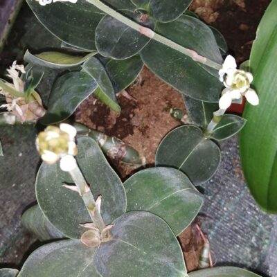 Ludisia discolor Black Form