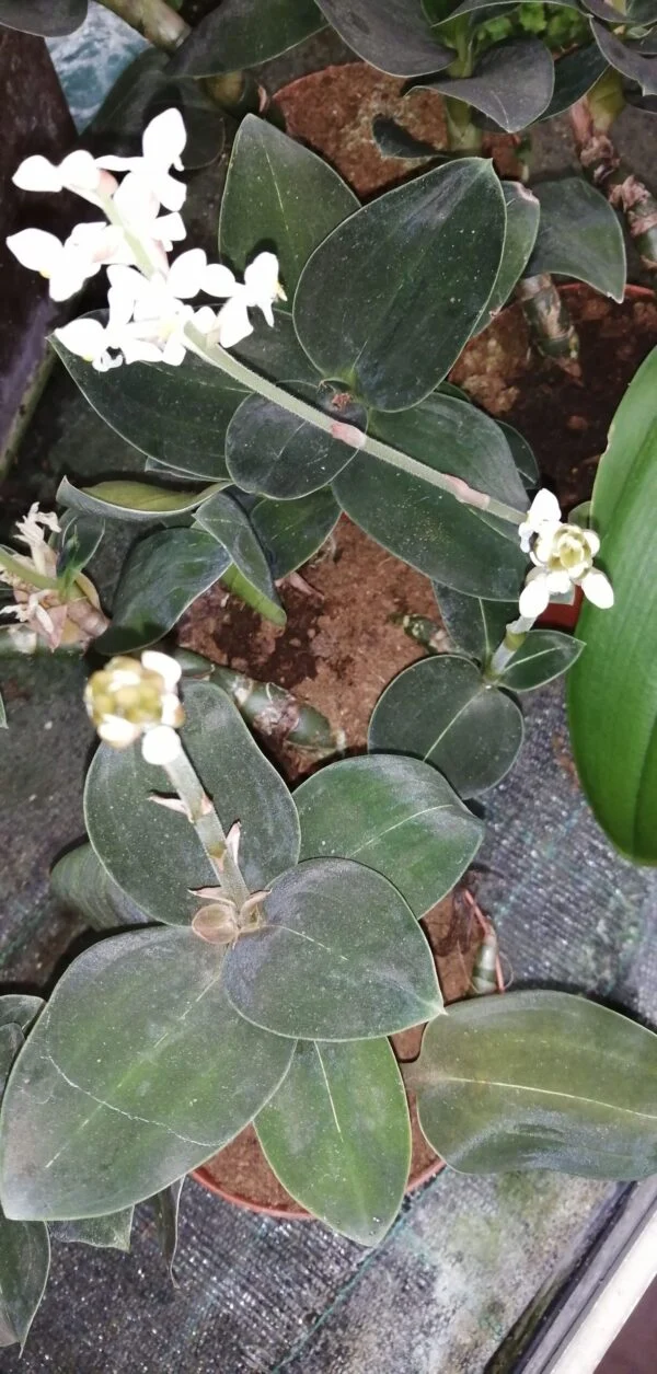 Ludisia discolor Black Form, pianta da interno