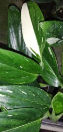 Monstera standleyana variegata / Philodendron Cobra