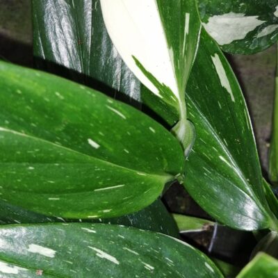 Monstera standleyana variegata / Philodendron Cobra