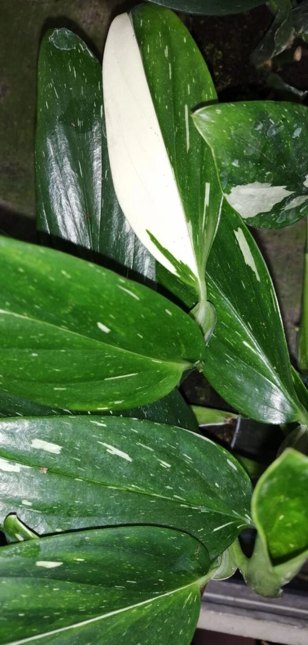 Monstera standleyana variegata / Philodendron Cobra, pianta da interno