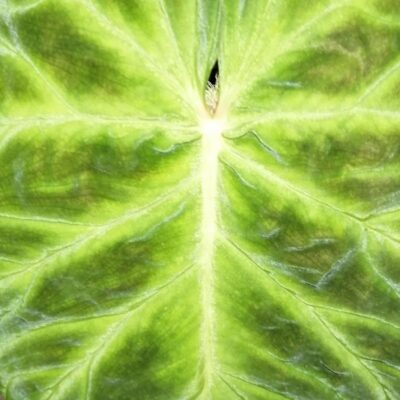 Philodendron verrucosum Giant leaf