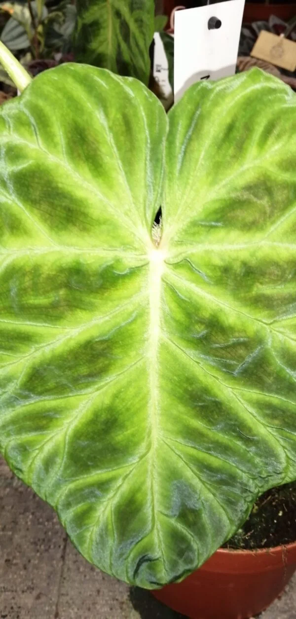 Philodendron verrucosum Giant leaf, pianta da interno
