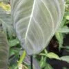 Philodendron melanochrysum, pianta da interno