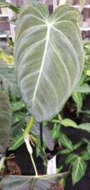 Philodendron melanochrysum