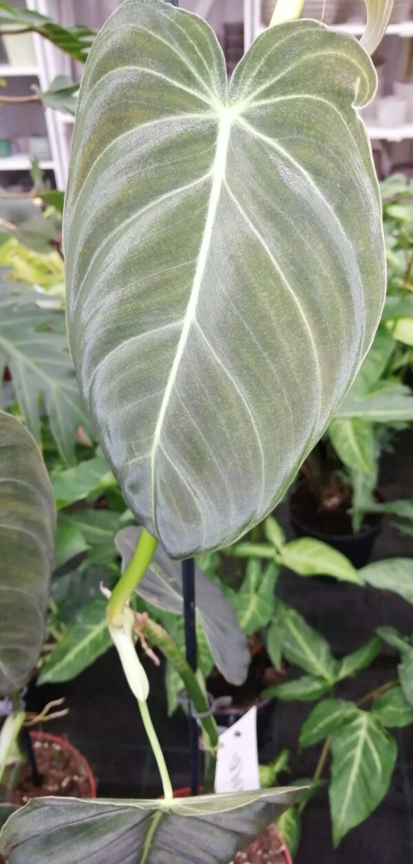 Philodendron melanochrysum, pianta da interno