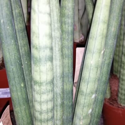 Sansevieria cylindrica Straight