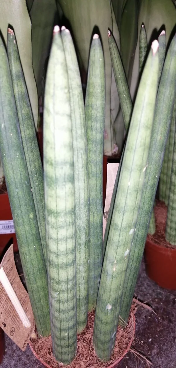 Sansevieria cylindrica Straight, pianta da interno