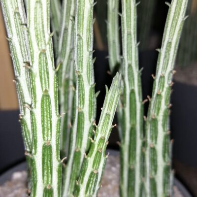 Senecio stapeliformis