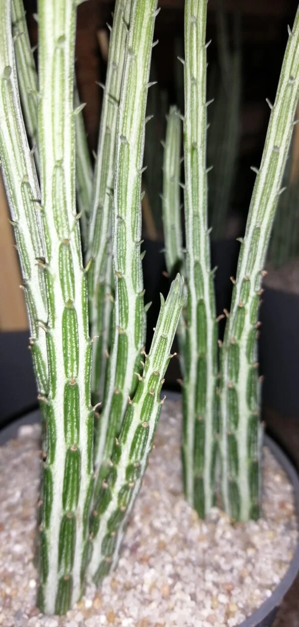 Senecio stapeliiformis, pianta da interno