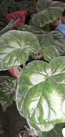 Begonia Oldemore