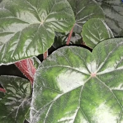Begonia Oldemore