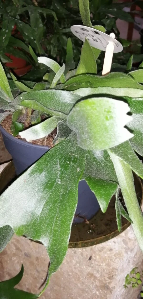 Platycerium bifurcatum Corna d’alce, foto 2