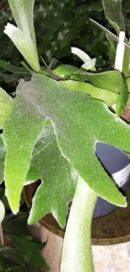 Platycerium bifurcatum Corna d'alce