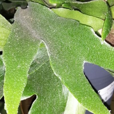 Platycerium bifurcatum Corna d'alce