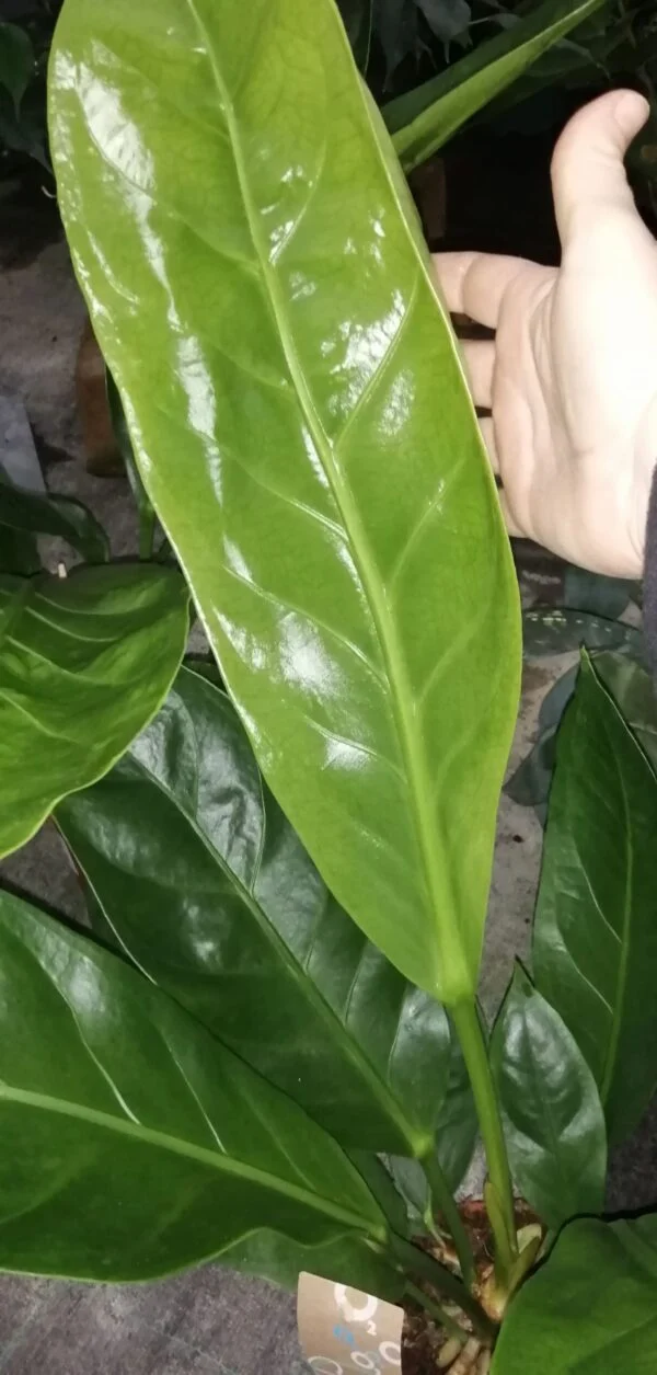 Aeschynanthus Rasta, foto 7