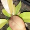 Philodendron Prince of Orange, pianta da interno