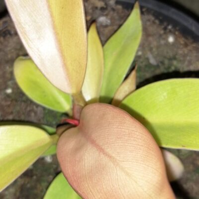 Philodendron Prince of Orange