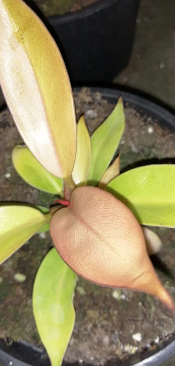 Philodendron Prince of Orange, pianta da interno