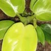 Philodendron erubescens Rush, pianta da interno