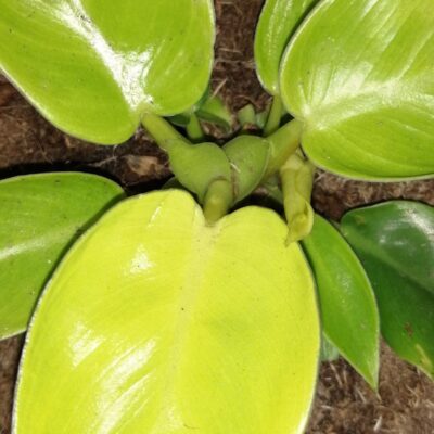 Philodendron erubescens Rush